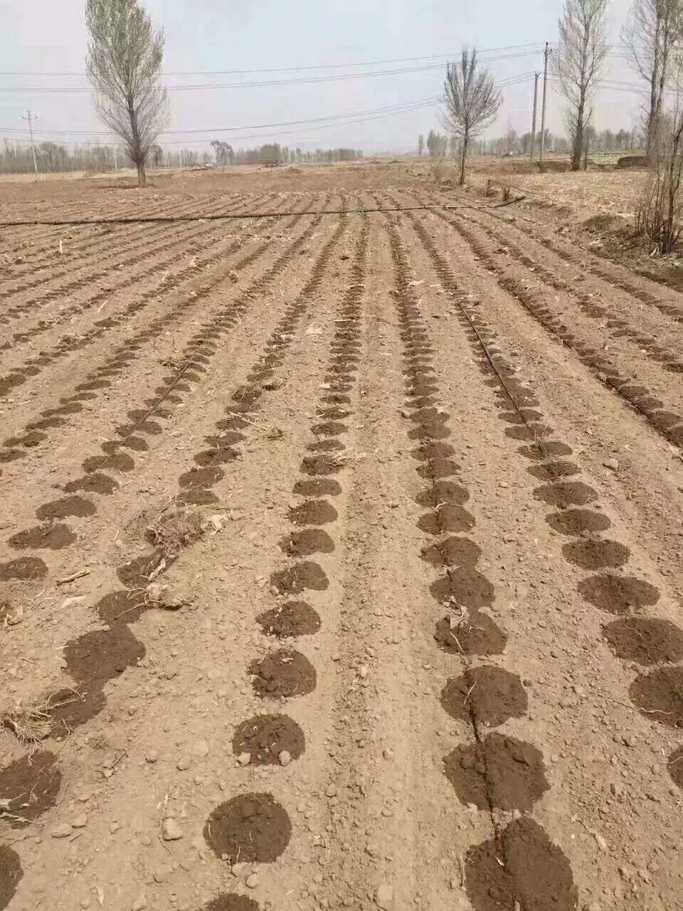 滴灌管软带的灌溉有什么技巧？