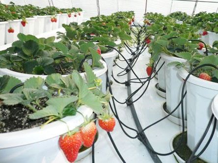 草莓滴灌技术，滴灌灌溉系统管理有哪些好处？