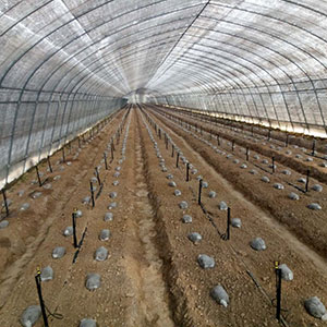 大棚蔬菜种植微喷灌溉都具有哪些优势？